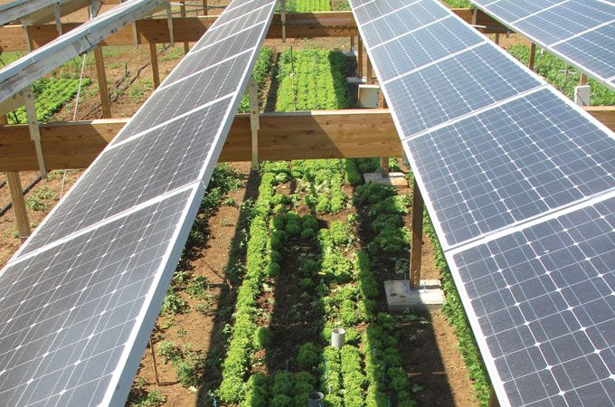 Solar Panels In the Middle of a Garden